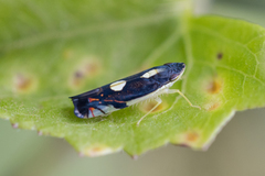 Diedrocephala variegata