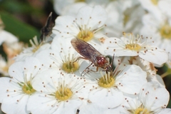 Hoplocampa