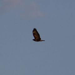 Buteo buteo