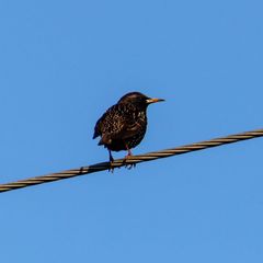 Sturnus vulgaris