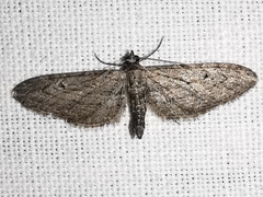 Eupithecia unedonata