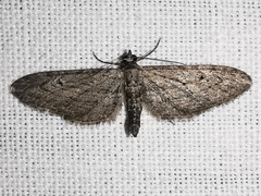 Eupithecia unedonata