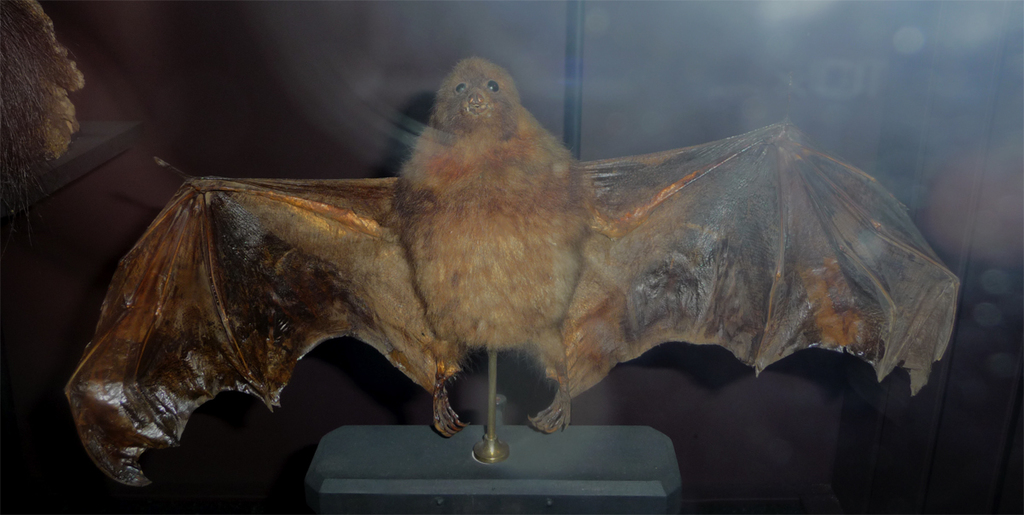 Lesser Mascarene Flying-fox