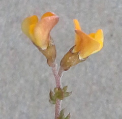 Aspalathus divaricata divaricata