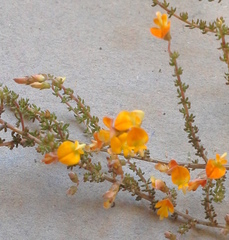 Aspalathus divaricata divaricata