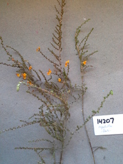 Aspalathus divaricata divaricata