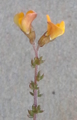 Aspalathus divaricata divaricata