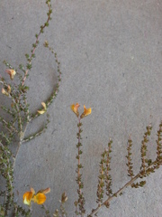 Aspalathus divaricata divaricata