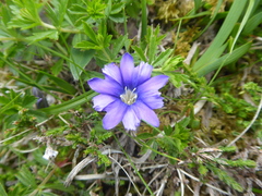 Gentiana pyrenaica