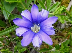 Gentiana pyrenaica