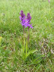 Dactylorhiza × braunii