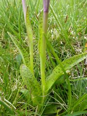 Dactylorhiza × braunii