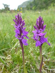 Dactylorhiza × braunii