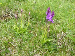 Dactylorhiza × braunii