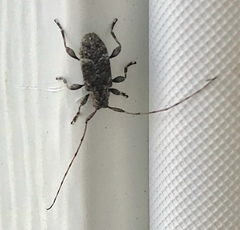 Sternidius punctatus