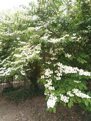 Viburnum plicatum