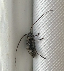 Sternidius punctatus