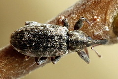 Dorytomus taeniatus