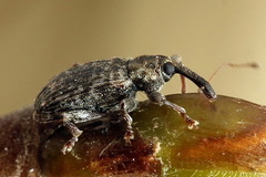 Dorytomus taeniatus