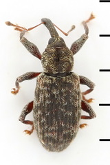 Dorytomus taeniatus