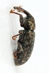 Dorytomus taeniatus
