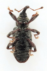 Dorytomus taeniatus