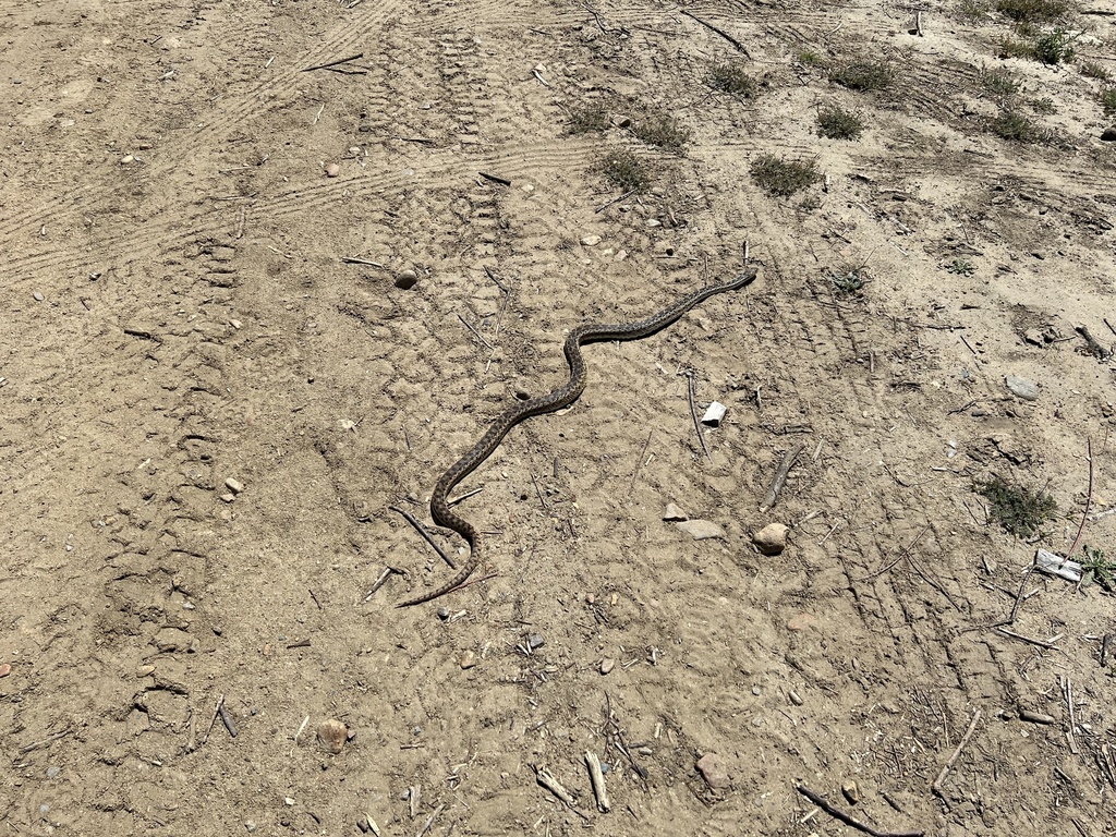 Gopher Snake From Tijuana Slough National Wildlife Refuge, Imperial 