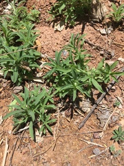 Monarda pectinata