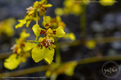Oncidium baueri