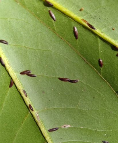 Coccidae image