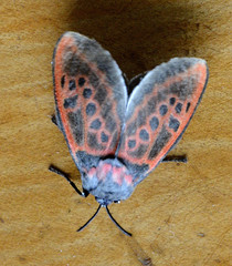 Edebessa nigropuncta