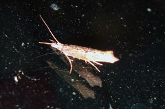 Ypsolopha horridella