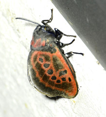 Edebessa nigropuncta