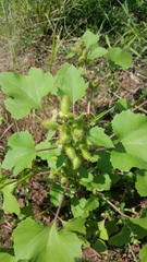 Xanthium strumarium canadense
