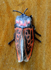 Edebessa nigropuncta