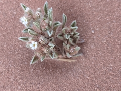 Cryptantha crassisepala