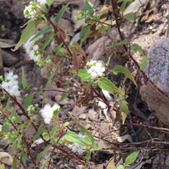 Ageratina paupercula