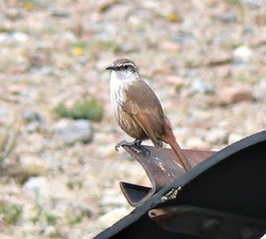 Ochetorhynchus ruficaudus