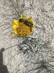 Acmaeodera cuneata