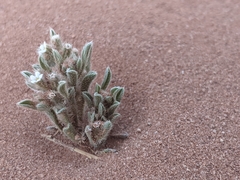Cryptantha crassisepala