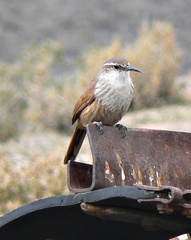 Ochetorhynchus ruficaudus