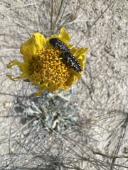 Acmaeodera cuneata
