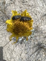 Acmaeodera cuneata