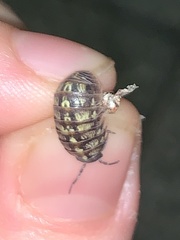 Armadillidium versicolor
