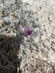 Astragalus phoenix