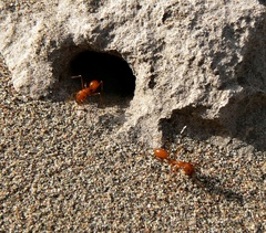 Dorymyrmex planidens