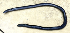 Caecilia