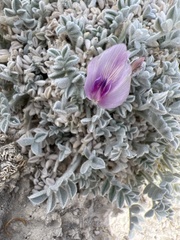Astragalus phoenix