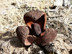 Prosopanche americana