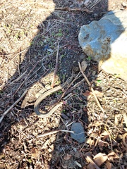 Thamnophis sirtalis sirtalis